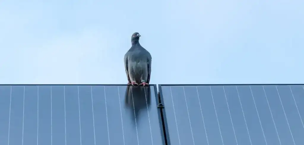 Solar Panel Bird Proofing - Why Bird Proofing Is Essential