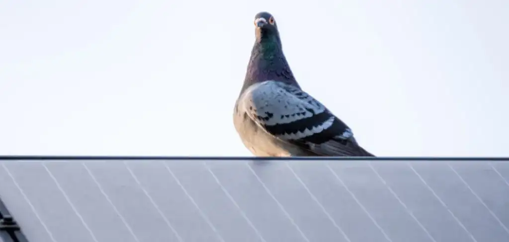 Pigeons Under Solar Panels - Problems & How To Fix 
